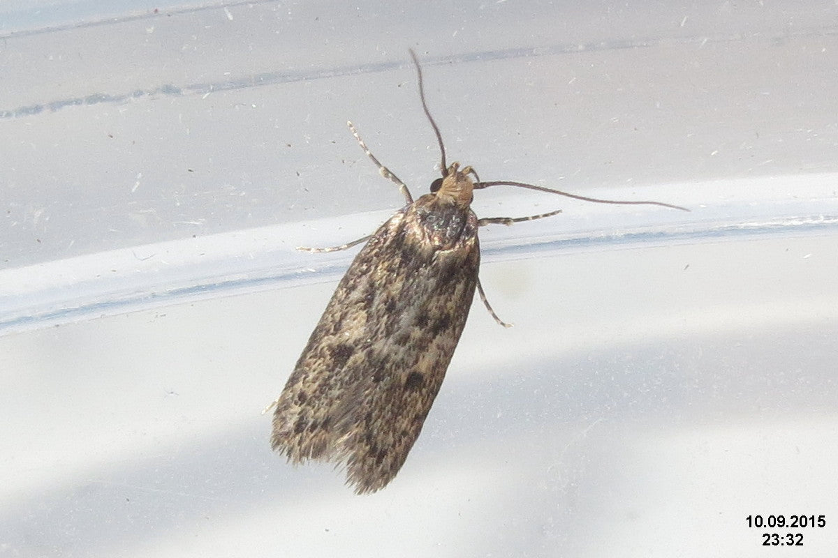 fuzzy brown moth