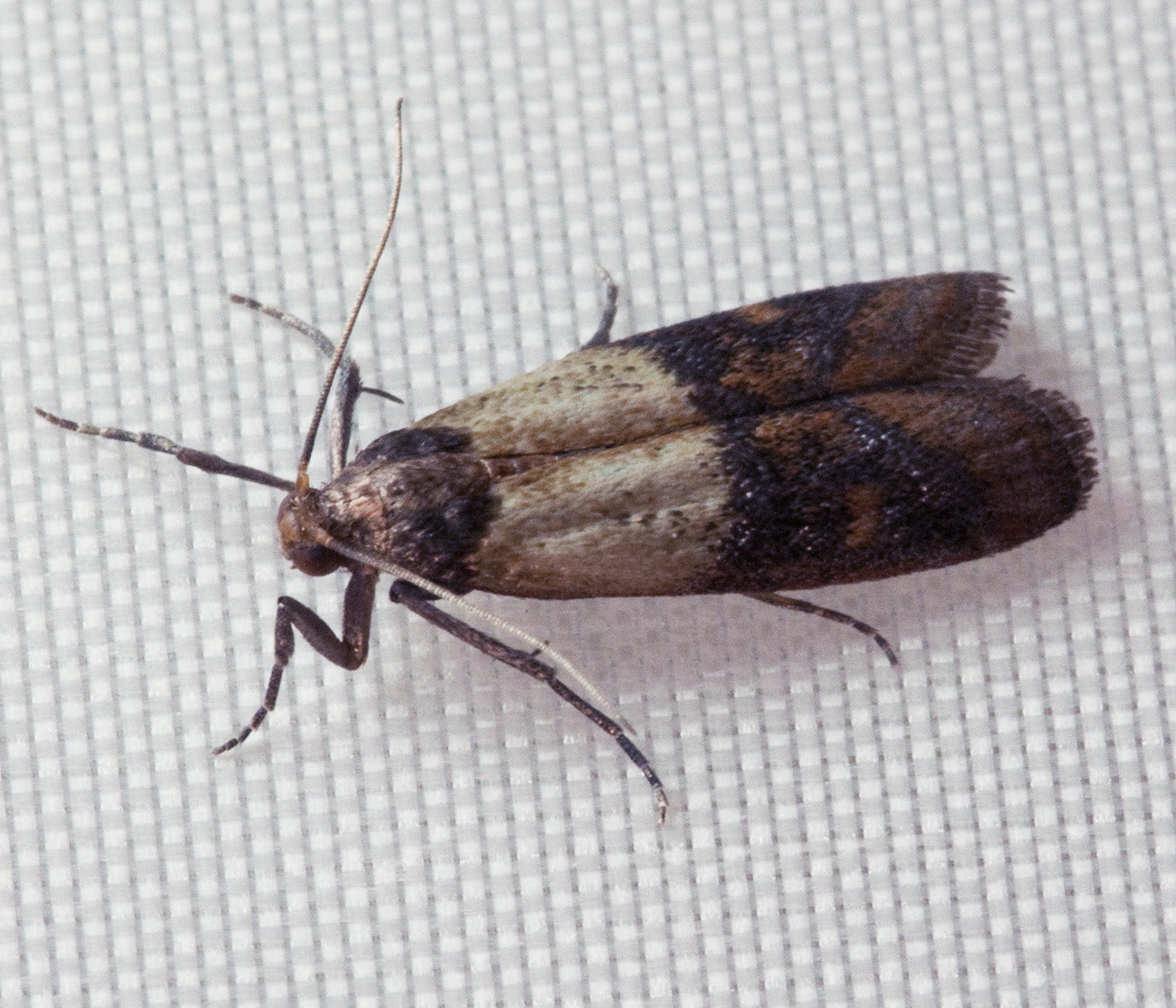 Mating Pantry Moths - Plodia interpunctella 