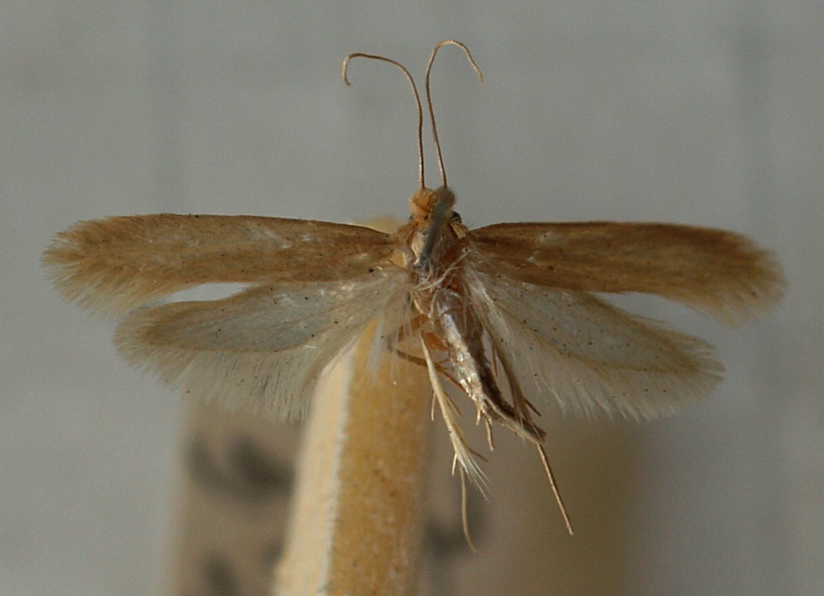 Why Clothing Moths Appear In Closets (And 7 Tips To Avoid Getting Them)