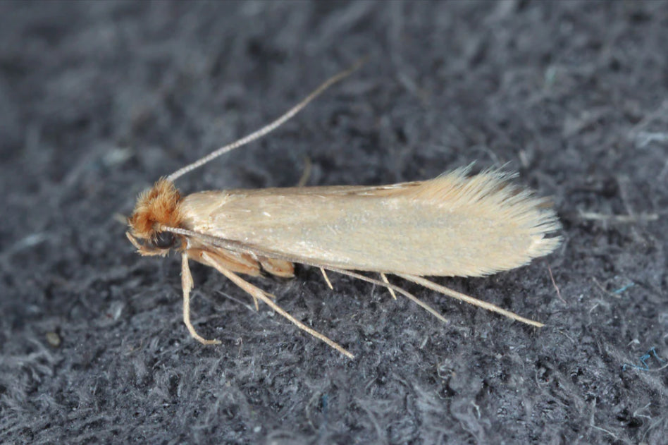 Clothes Moth Identification, Habits & Behavior