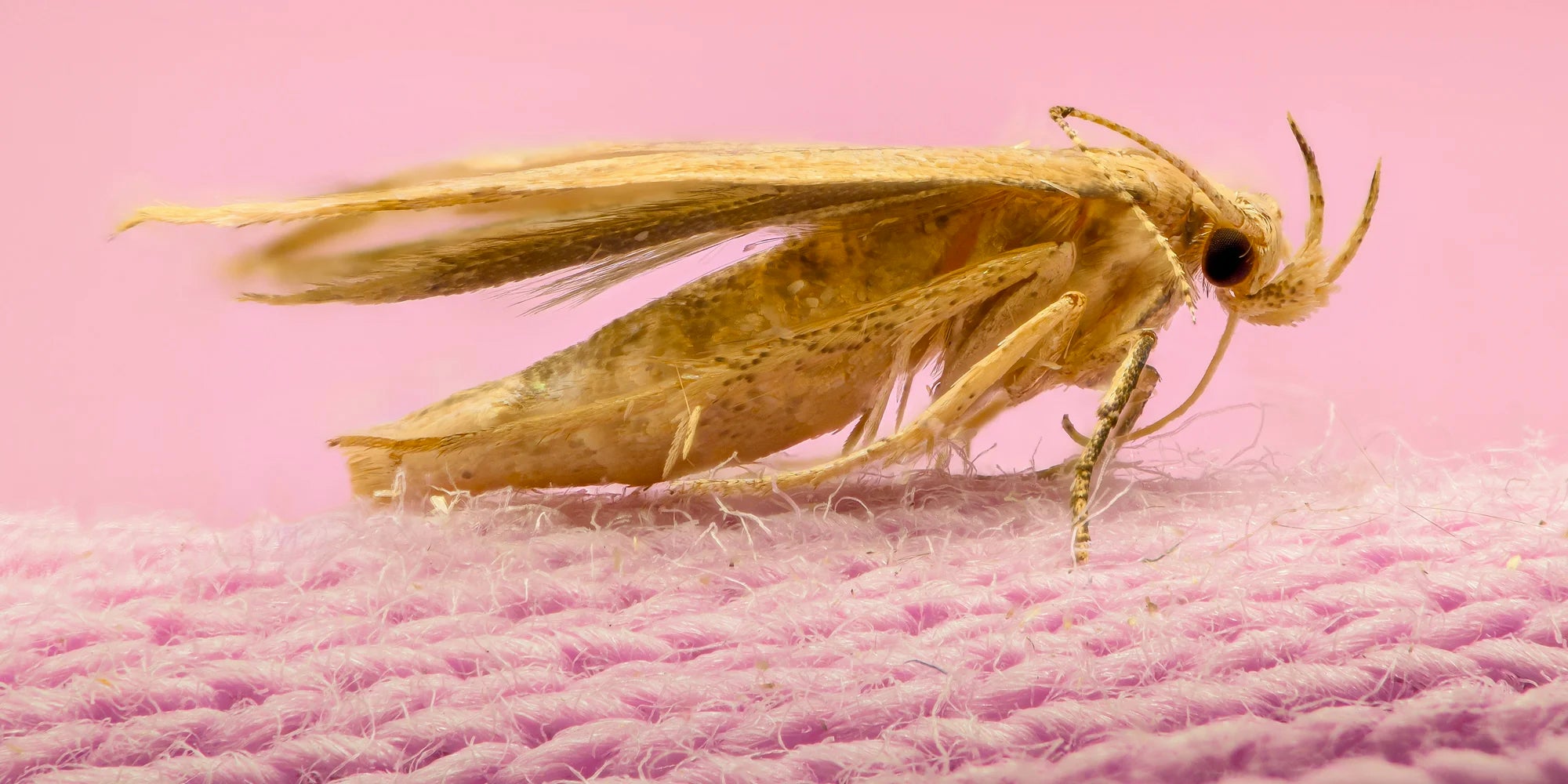 Carpet Beetle & Moth Killer Strip - 20-Pack