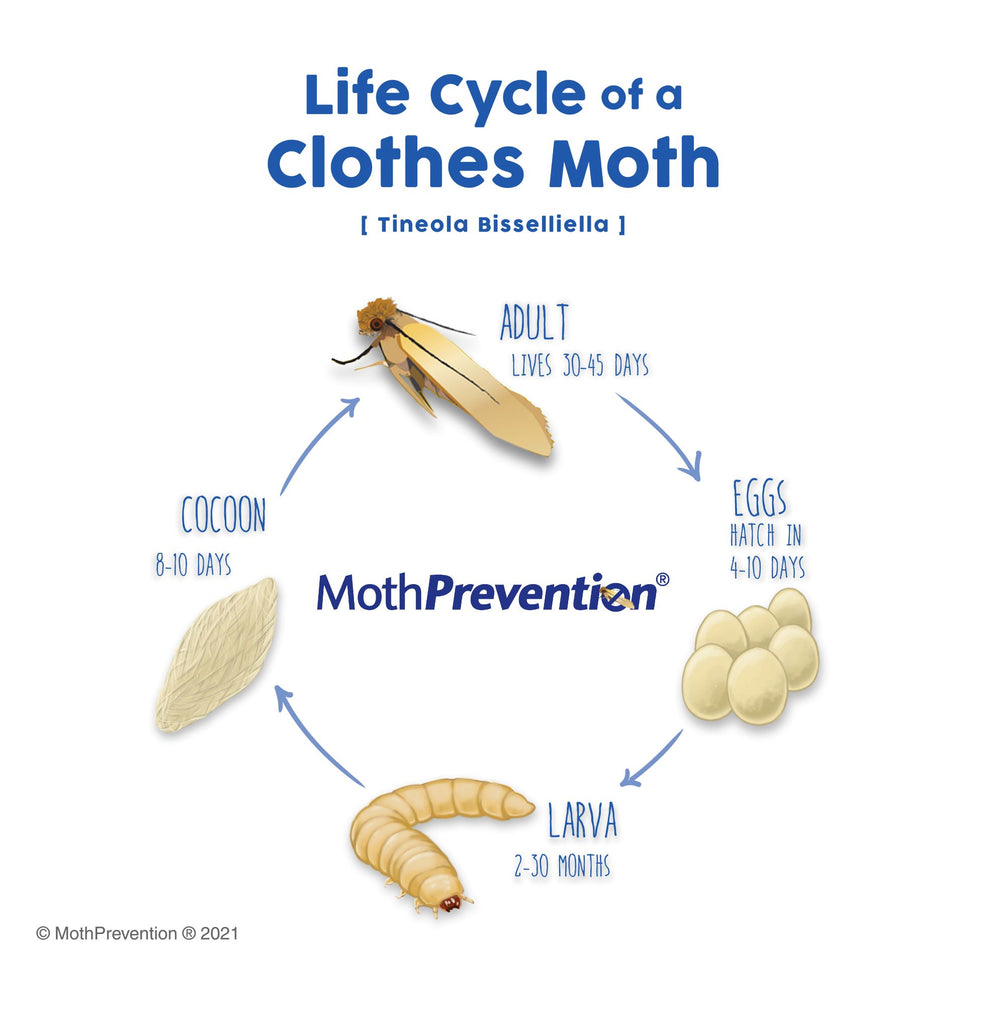 Clothes Moth Life Cycle