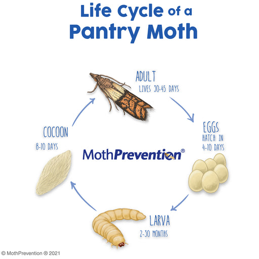 All 98+ Images pantry moth life cycle pictures Stunning
