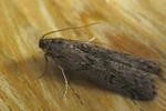 mediterranean food moth