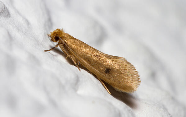 How Do I Get Rid Of Carpet Moths & Carpet Moth Larvae? - 7 Steps To Ca