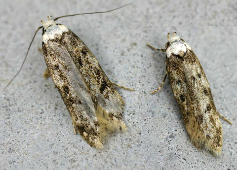 Ward Off Pesky Pantry Moths With This Simple Trick