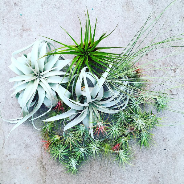 KESTREL Air Plant Guide - 