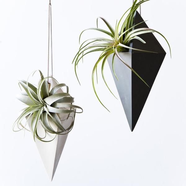 KESTREL - Air Plant Care Guide - Porcelain Diamond Aerium (Light + Ladder)