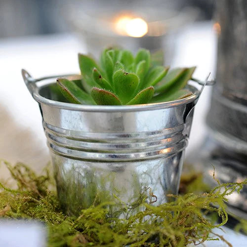 Succulent plant favor ideas