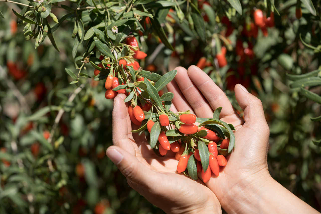 Bir avuç içerisinde taze goji berry meyvesi