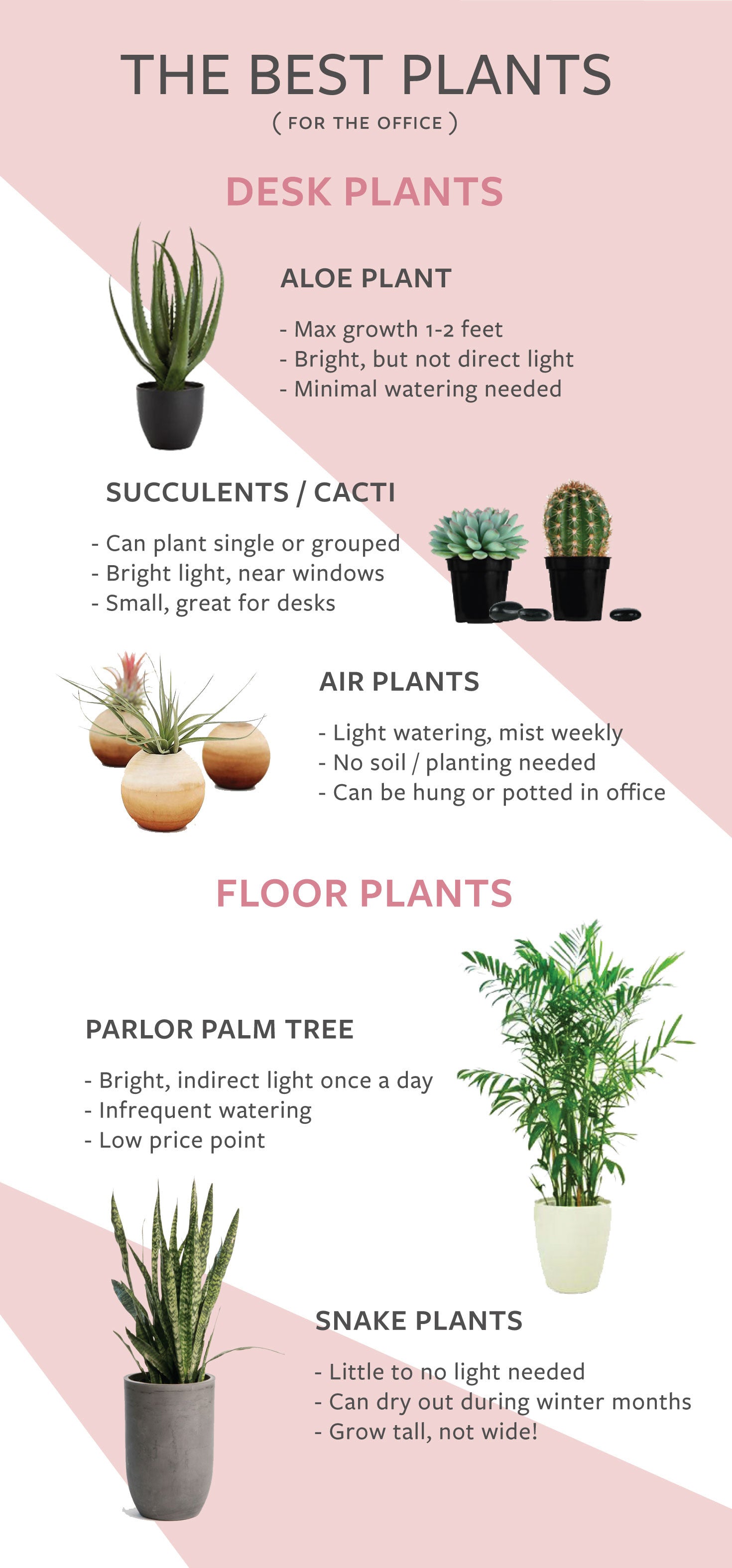 The Best Indoor Plants to Keep in the Office