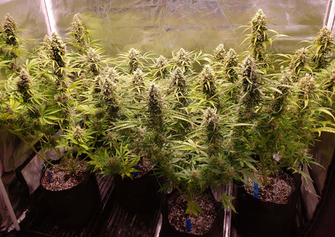 auto-flowering cannabis plants