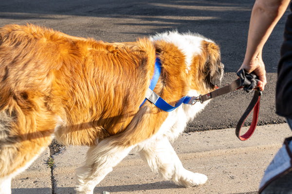 Big Dog Harness