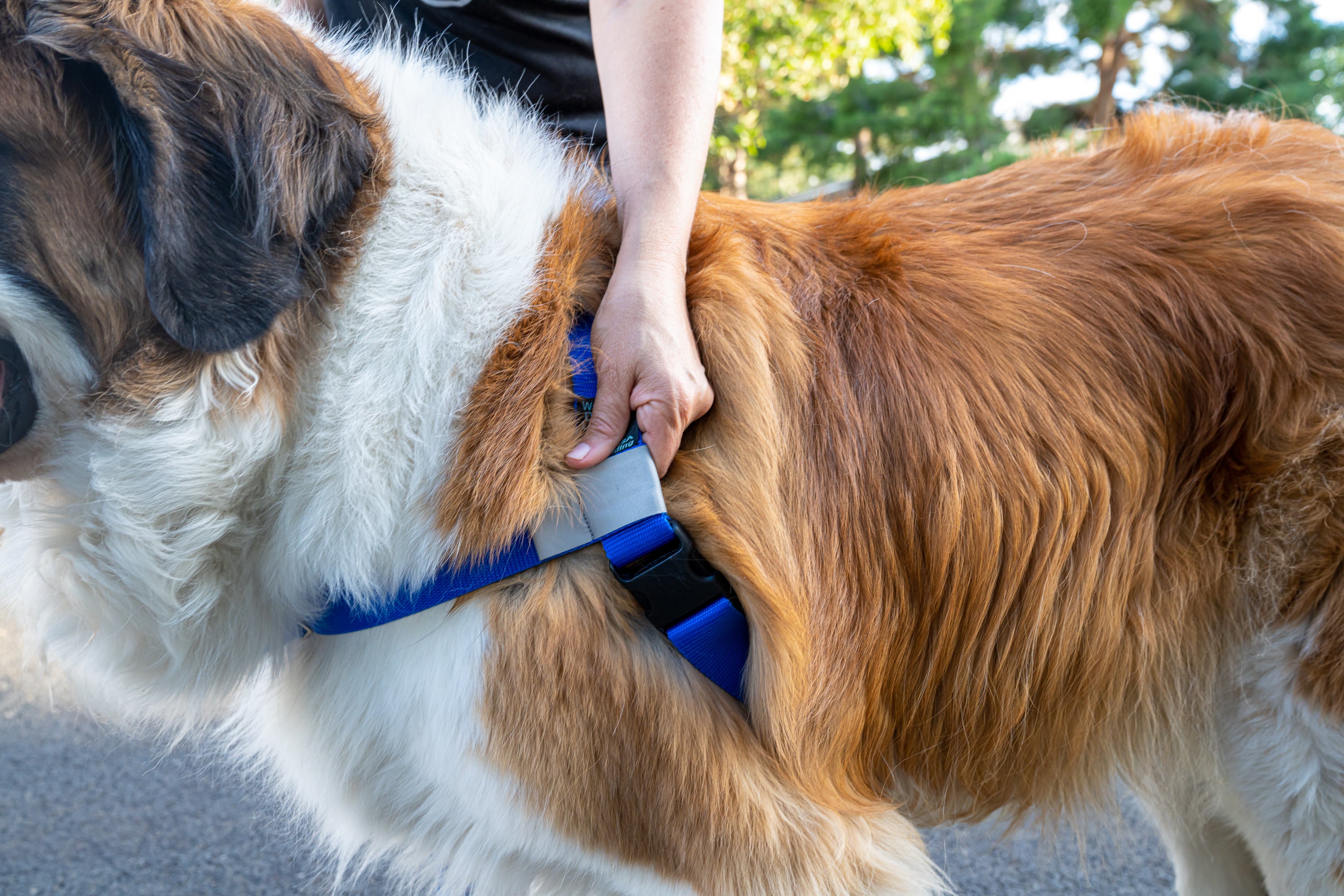 elma shop dog harness