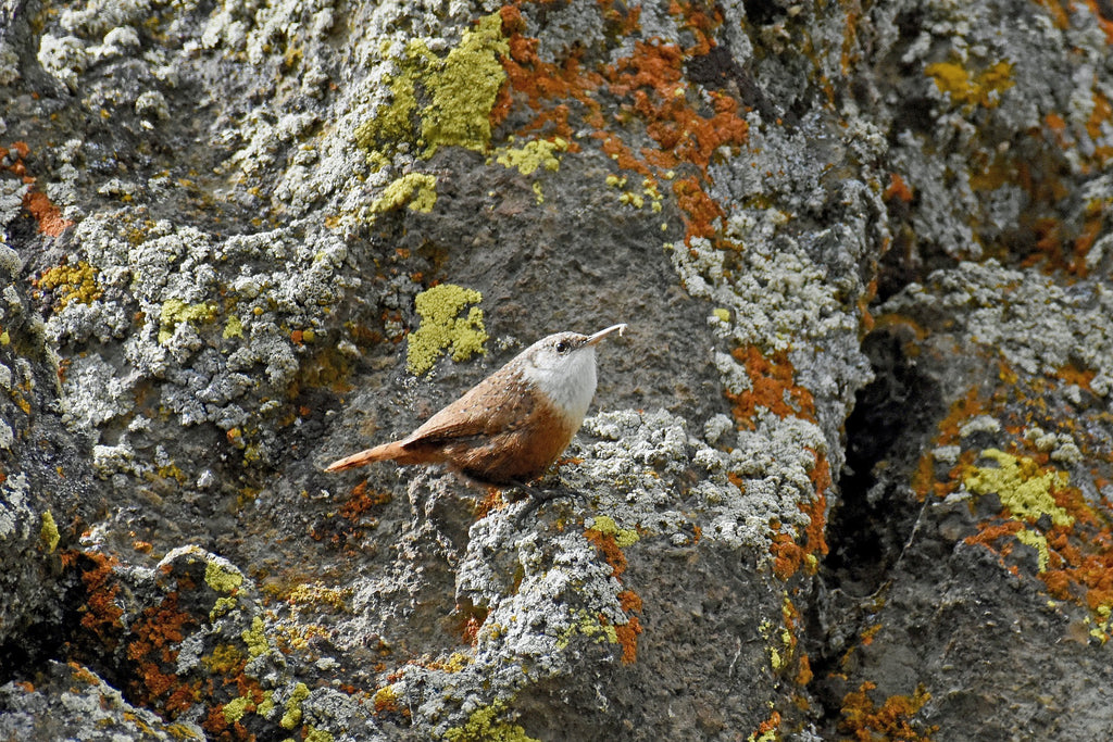 The Canyon Wren inhabits many of the river canyons throughout the southwestern United States. You hardly see them, but you always hear them – their song is very distinct. 