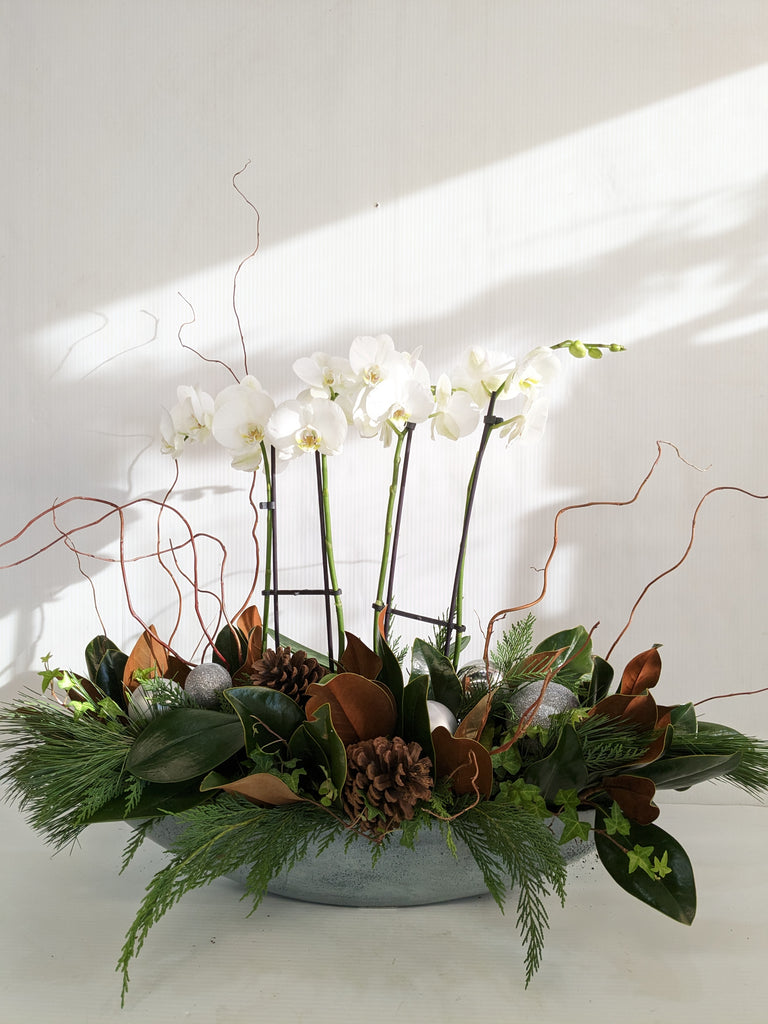 Holiday Phalaenopsis Orchid Planter – Beaudry Flowers