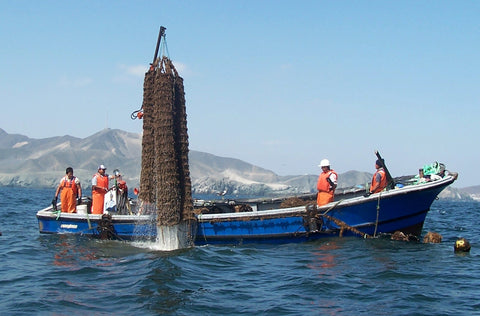 regenerative scallop farm Peru