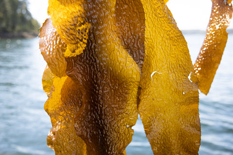 Fast growing carbon sequestrating sugar kelp