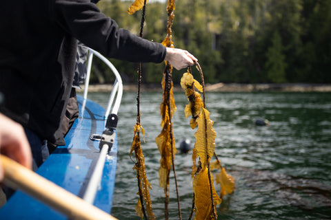 regenerating kelp forest