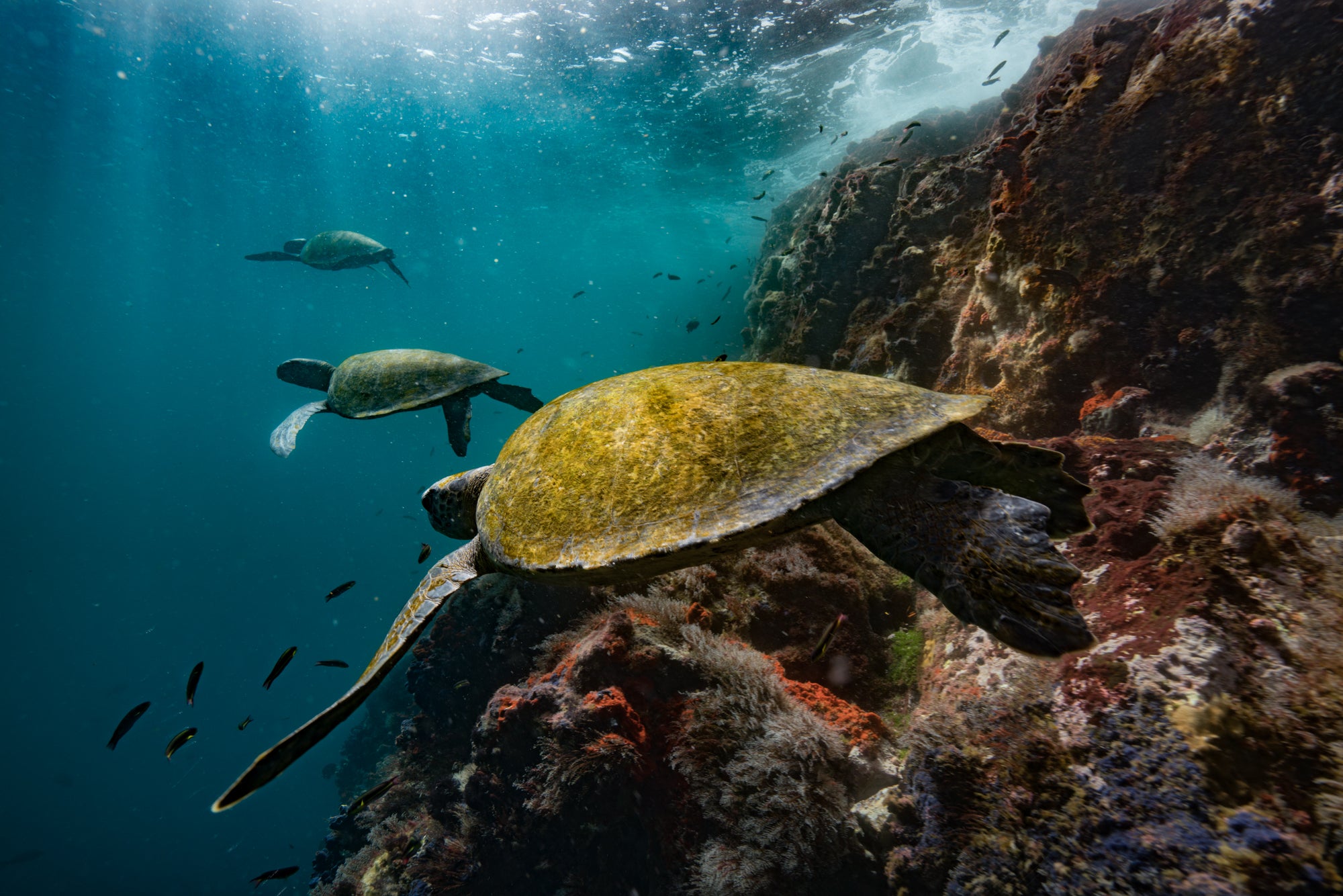 Sea turtles in the Galapagos Islands Marine Park