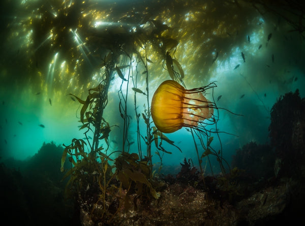 Healthy kelp marine protected areas