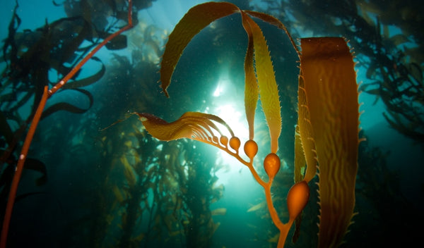 Kelp reforestation- building a regenerative seafood supply chain