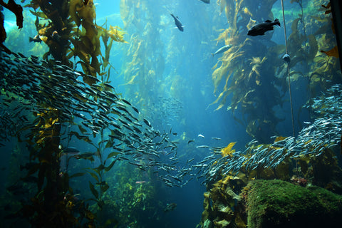 Seaforestation Kelp Reforestation