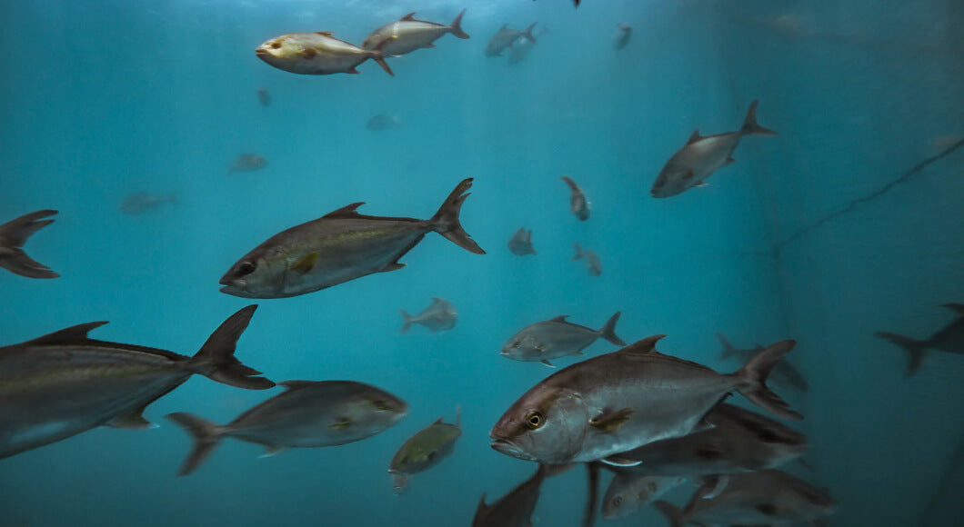 Underwater view of several fish swimming in clear blue water.