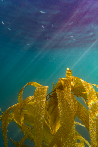 sugar kelp reforestation seaforestationn
