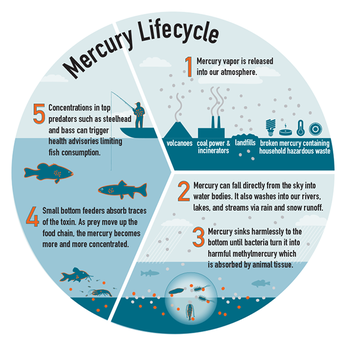 Mercury Cycle Bioaccumulation