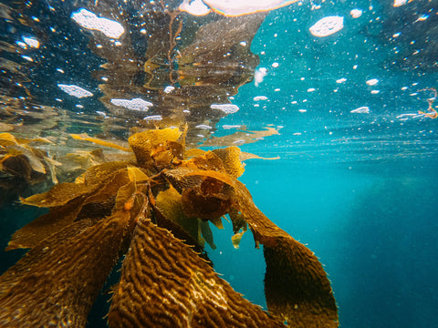 Kelp floating near ocean surface