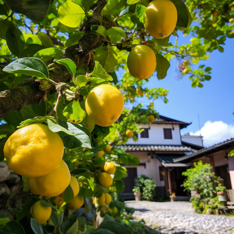 Yuzu fruit