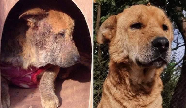 Street Dog in Kathmandu - before and after treatment for mange