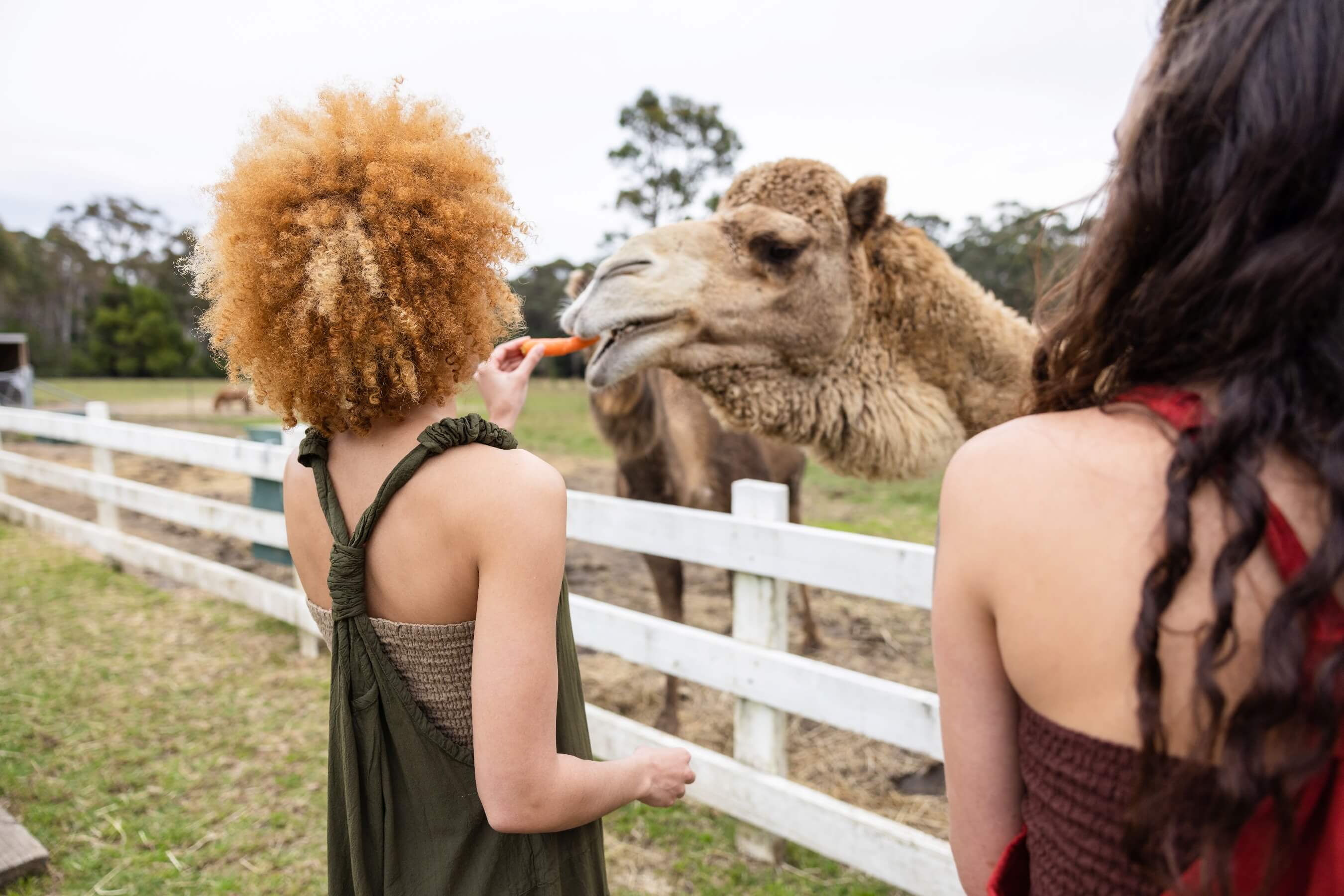 Camel feeding at The Woods Farm Jervis Bay