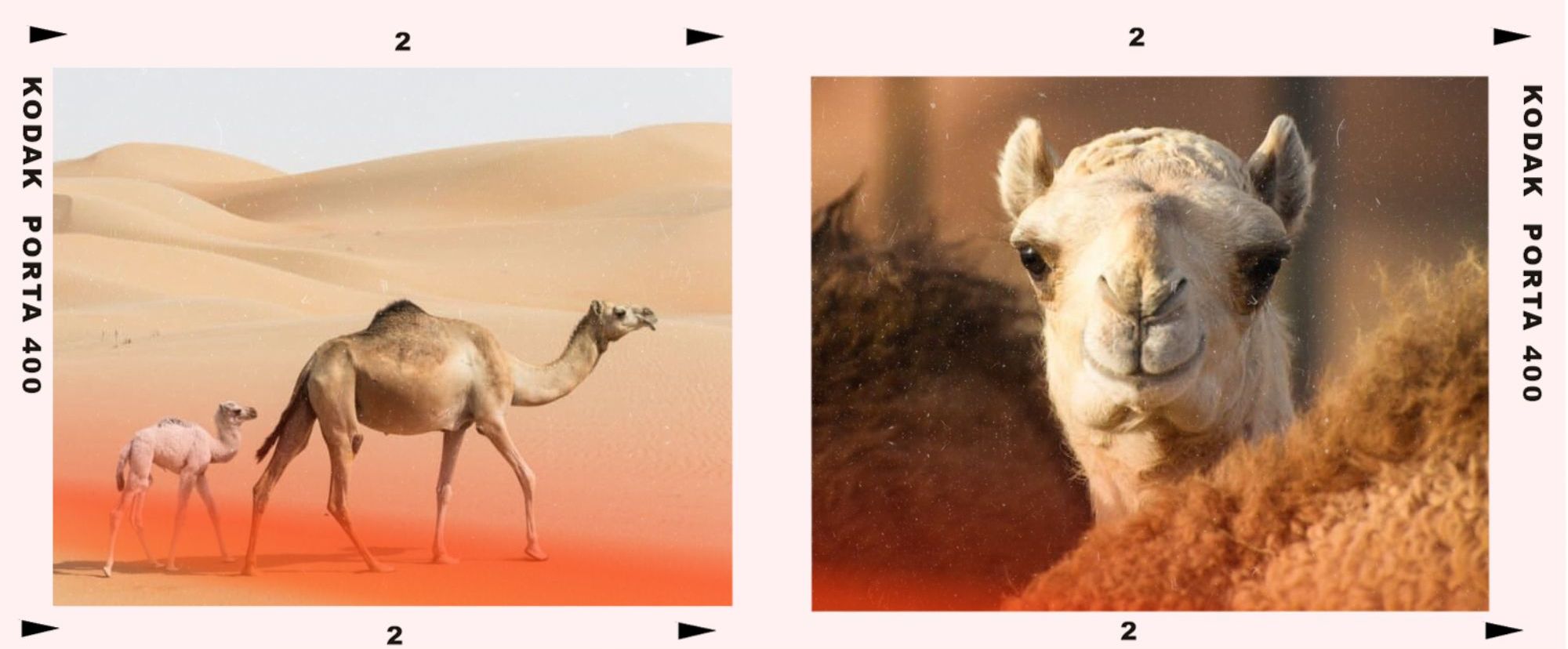 Baby camels are so damn cute!