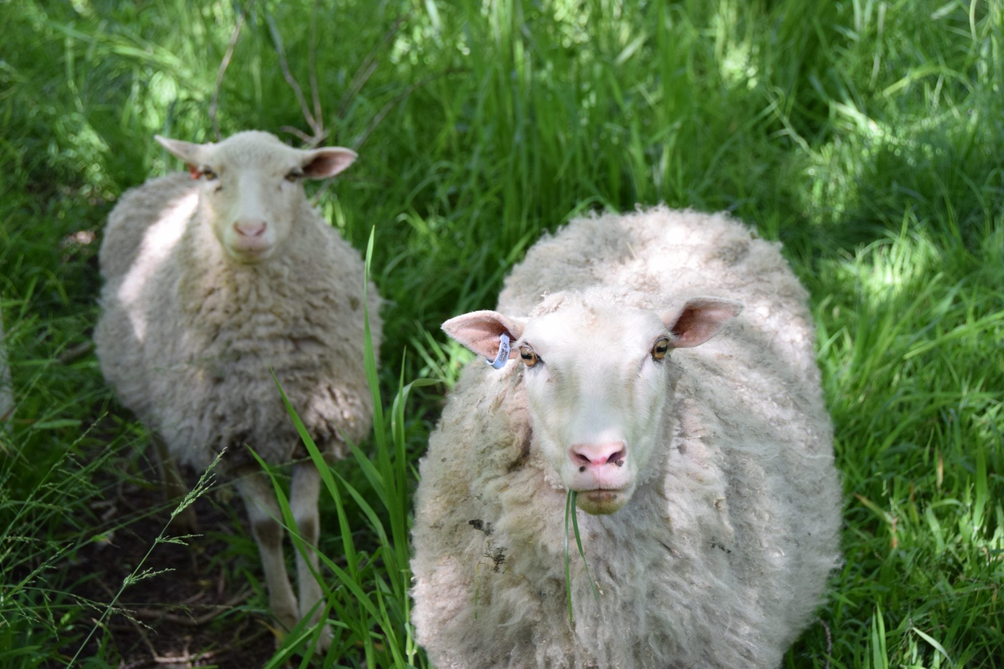 Cruelty free wool in Australia - mulesing explained