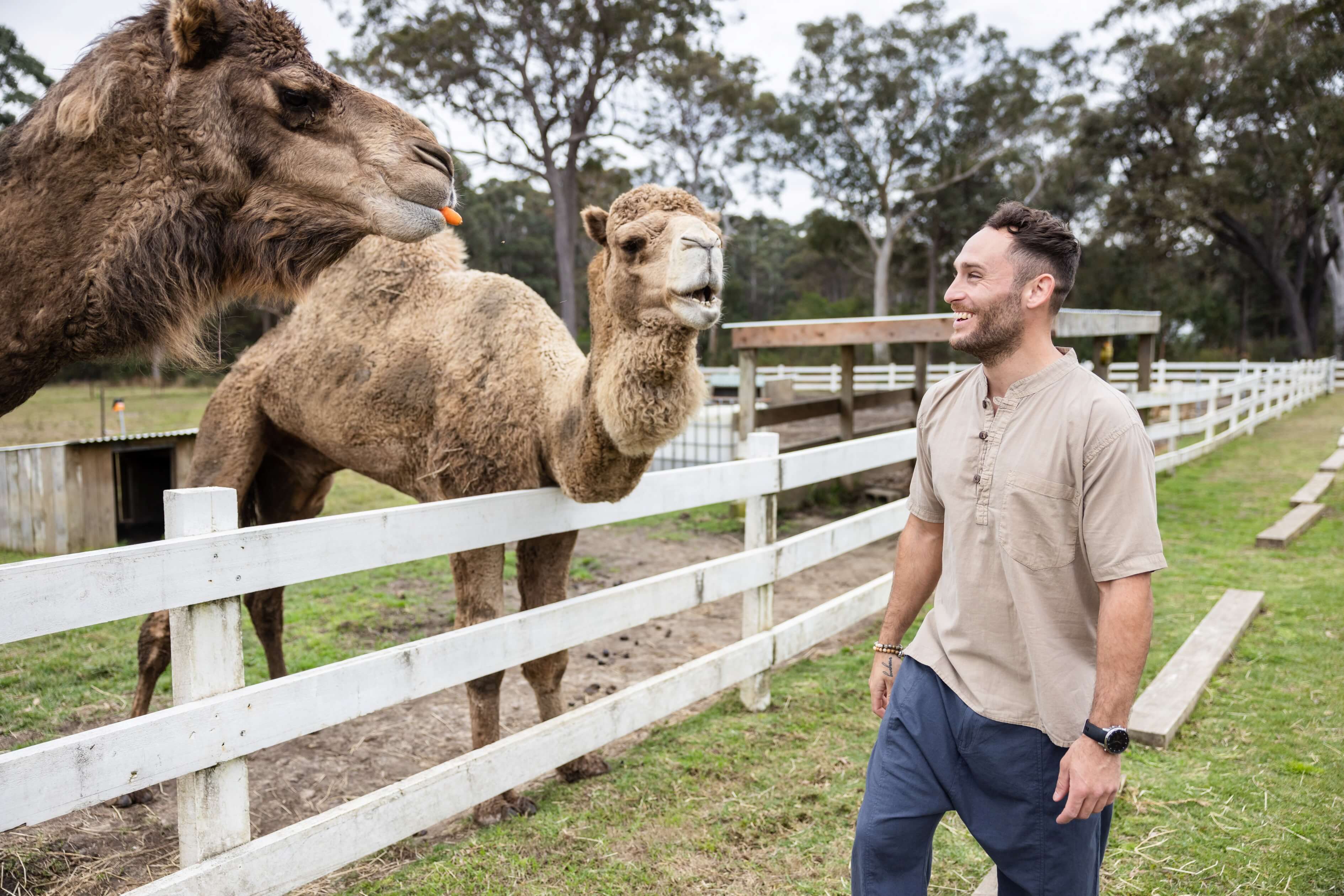 Camel feeding at The Woods Farm Jervis Bay