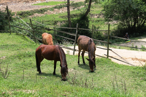 The Donkey Sanctuary Nepal