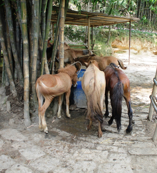 The Donkey Sanctuary in Nepal