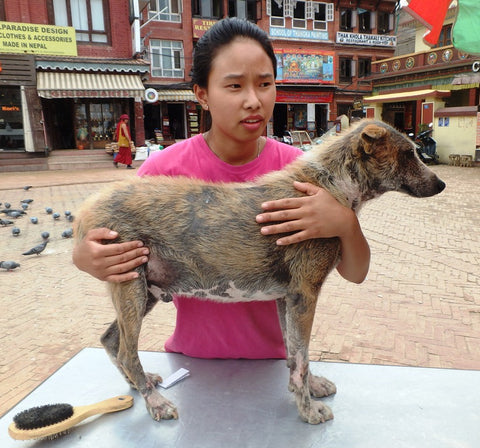 Street Dog Care Kathmandu