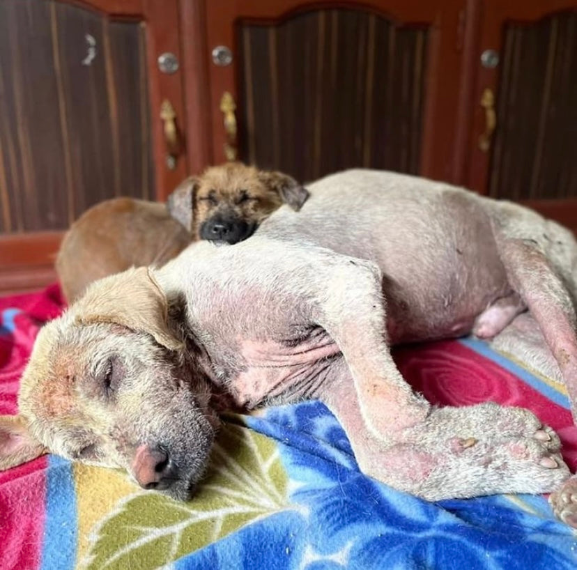 Street Dog Care Kathmandu - Helping Street Dogs with Mange