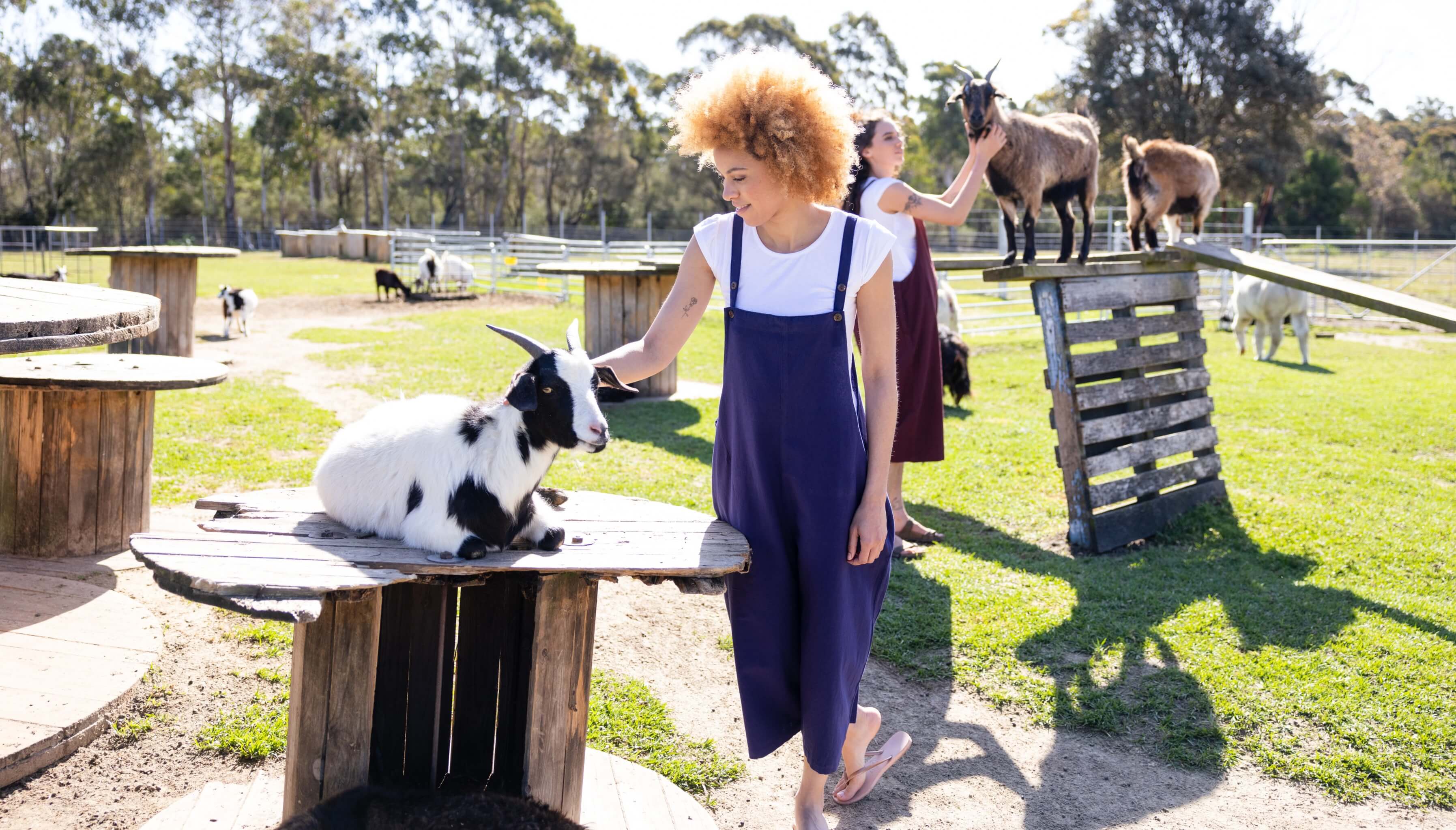 Surya Photoshoot (and goats!) at The Woods farm Jervis bay