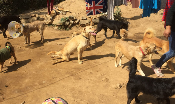 Street Dog Care Kathmandu