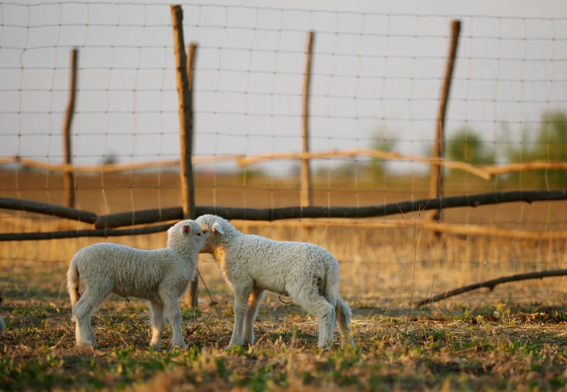 Cruelty free wool in Australia - mulesing explained