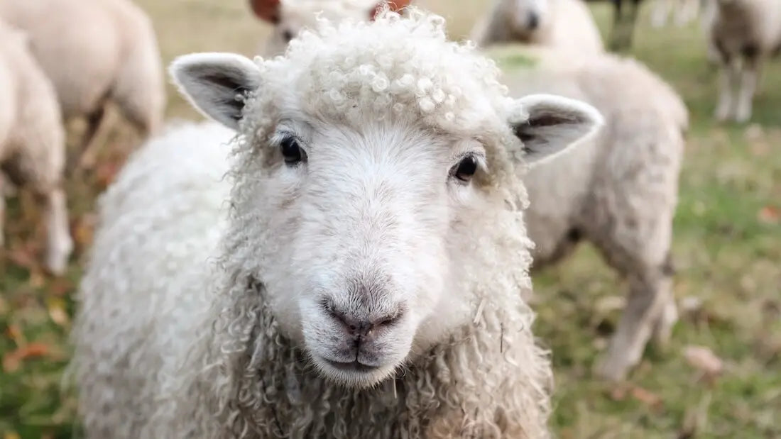 Cruelty free wool in Australia - mulesing explained