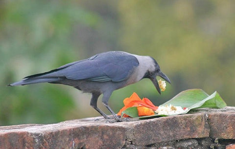 Kaag Tihar - celebration of the crow