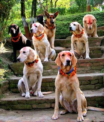 Kukur Tihar in Nepal - dog worship