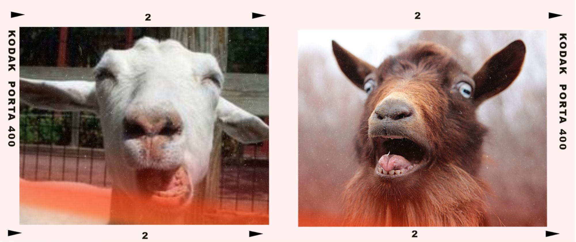 Sneezing Goats