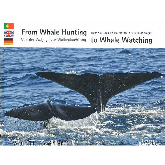 From Whale Hunting To Whale Watching The White Whale At