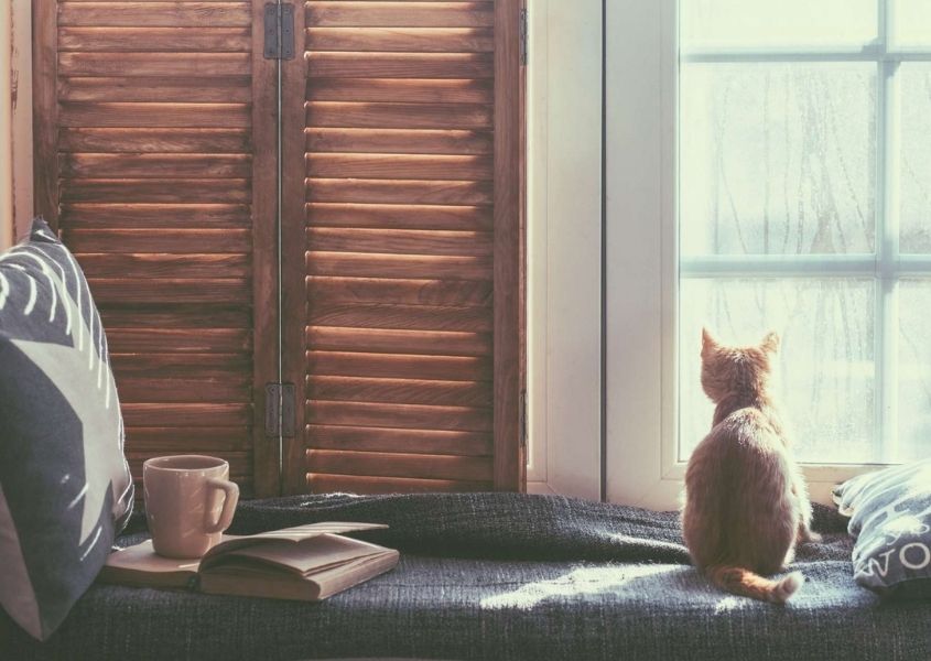 cat sat on a window seat for how to create a cosy reading nook for World Book Day blog